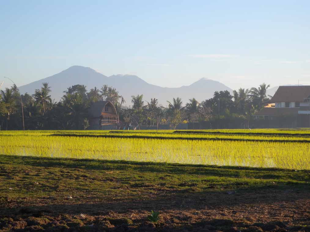 Rice paddies close to Pererenan Beach